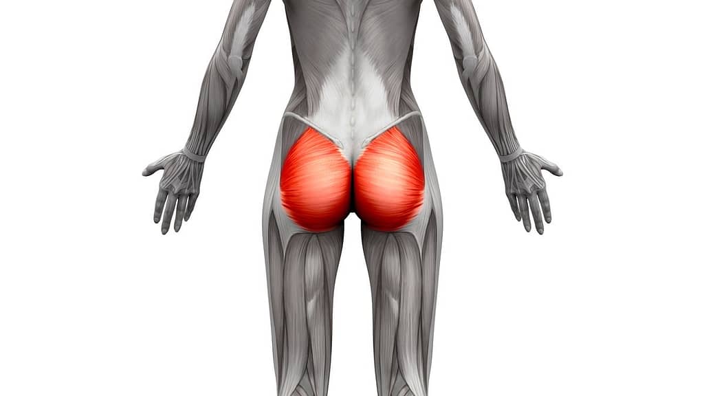 Gluteus Maximus