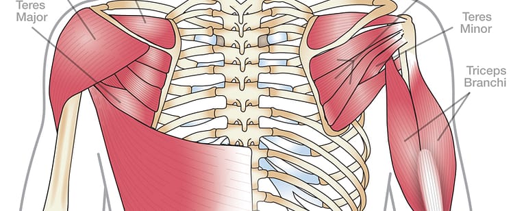 The Best 4 Shoulder Exercises and Best 8 Shoulder Stretches to Prevent Shoulder Injuries